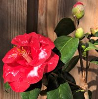 Adolphe Audusson Variegated, winterharte Kamelie, Camellia japonica