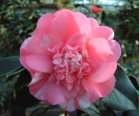 Chandl. Elegans, winterharte Kamelie, Camellia japonica