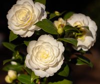 Dahlonega, winterharte Kamelie, Camellia japonica