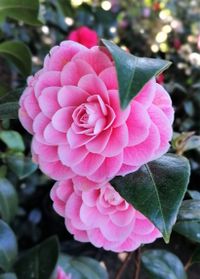 Viginia Franco Rosea, winterharte Kamelie, Camellia japonica