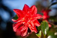 Mark Alan, winterharte Kamelie, Camellia japonica
