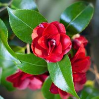 Konronkoku, winterharte Kamelie, Camellia japonica
