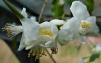 Camellia tsaii, Wildart