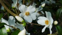 Cornish Snow, winterharte Kamelie, Camellia japonica