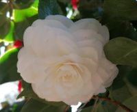 Alba Plena, winterharte Kamelie, Camellia Japonica
