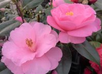Barbara Clark, winterharte Kamelie, Camellia saluinensis x Camellia reticulata