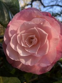 Desire, winterharte Kamelie, camellia japonica